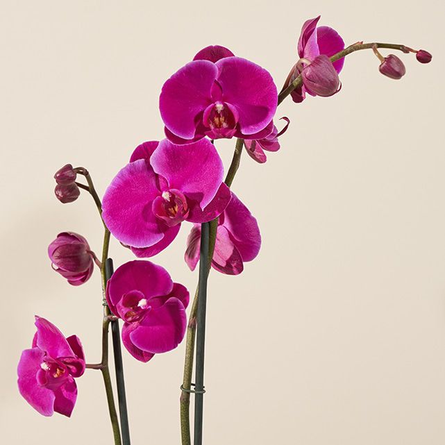 Farmer's Choice Orchid